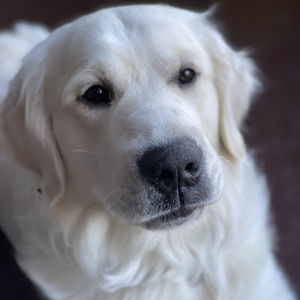 Meet your Posher, Tiffaney